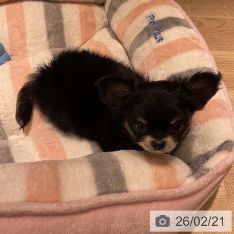 愛知県のチワワ(ロング) (ペットプラス イオンモール豊川店/2025年12月18日生まれ/女の子/ブラックタンホワイト)の子犬の4枚目の画像