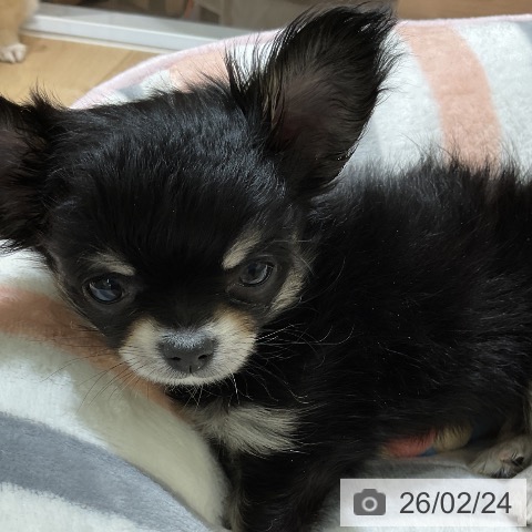 愛知県のチワワ(ロング) (ペットプラス イオンモール豊川店/2025年12月18日生まれ/女の子/ブラックタンホワイト)の子犬の3枚目の画像