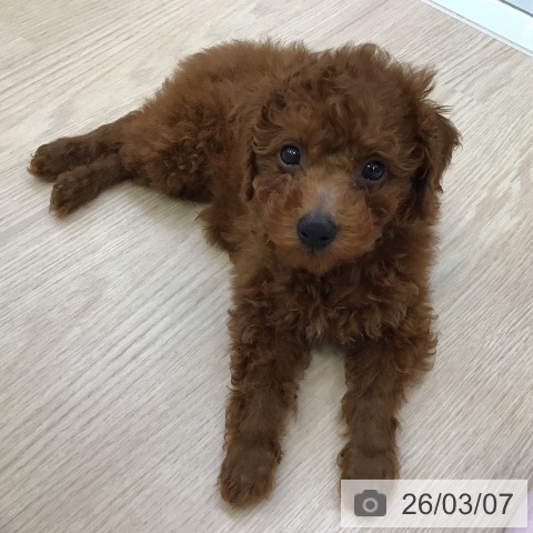 沖縄県のトイプードル(トイ) (ペットプラス 沖縄ライカム店/2025年12月17日生まれ/男の子/レッド)の子犬の4枚目の画像