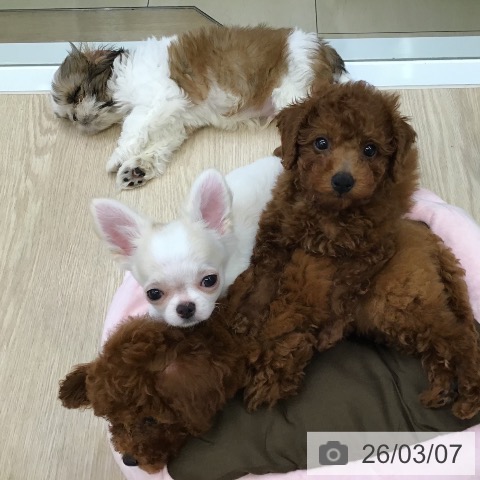 沖縄県のトイプードル(トイ) (ペットプラス 沖縄ライカム店/2025年12月17日生まれ/男の子/レッド)の子犬の3枚目の画像