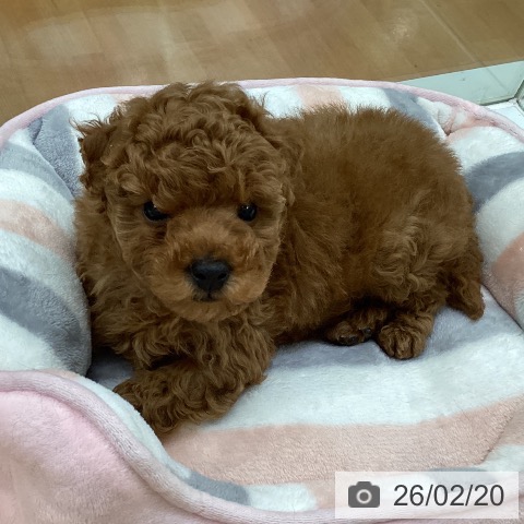 トイ・プードルの写真