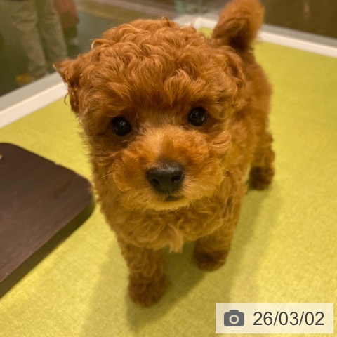 福岡県のトイプードル(トイ) (ペットプラス MARK IS 福岡ももち店/2025年12月17日生まれ/男の子/レッド)の子犬の4枚目の画像