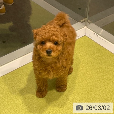 福岡県のトイプードル(トイ) (ペットプラス MARK IS 福岡ももち店/2025年12月17日生まれ/男の子/レッド)の子犬の3枚目の画像