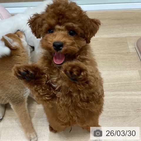 福岡県のトイプードル(トイ) (ペットプラス 香椎浜店/2025年12月17日生まれ/男の子/レッド)の子犬の4枚目の画像