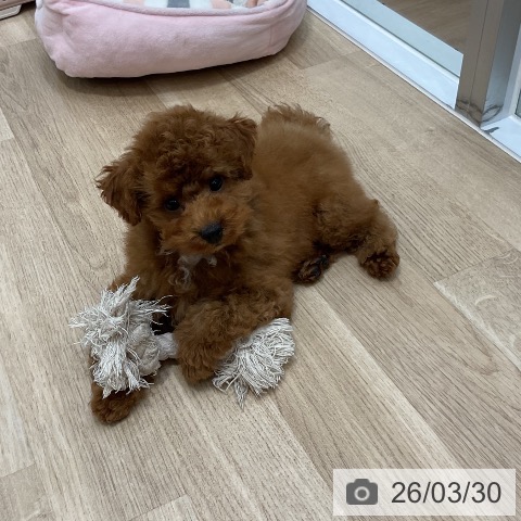 福岡県のトイプードル(トイ) (ペットプラス 香椎浜店/2025年12月17日生まれ/男の子/レッド)の子犬の3枚目の画像