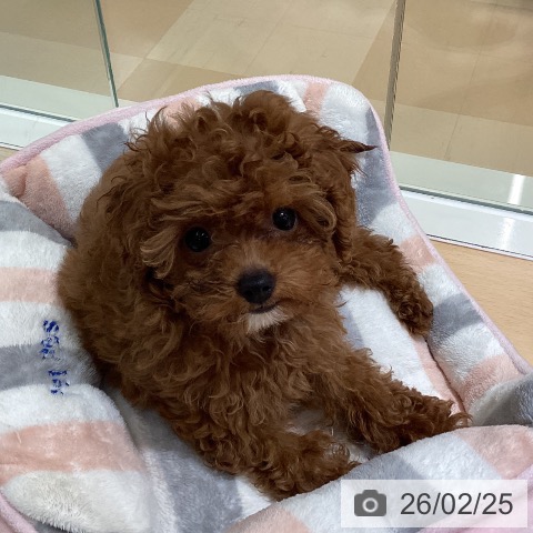 鹿児島県のトイプードル(トイ) (ペットプラス 姶良店/2025年12月17日生まれ/女の子/レッド)の子犬の4枚目の画像