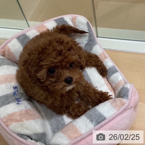 鹿児島県のトイプードル(トイ) (ペットプラス 姶良店/2025年12月17日生まれ/女の子/レッド)の子犬の3枚目の画像