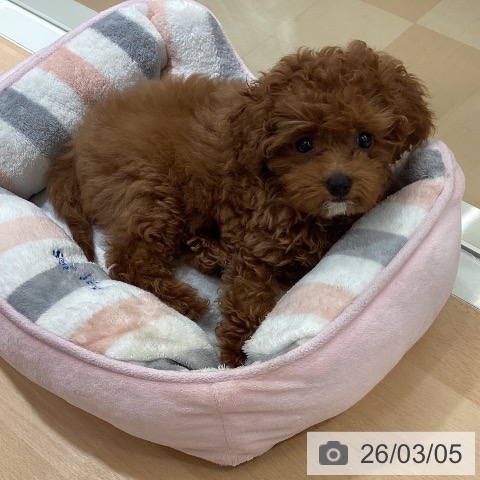 鹿児島県のトイプードル(トイ) (ペットプラス 姶良店/2025年12月17日生まれ/女の子/レッド)の子犬の4枚目の画像