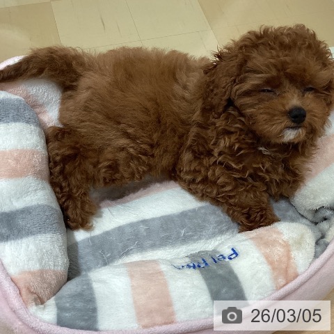 鹿児島県のトイプードル(トイ) (ペットプラス 姶良店/2025年12月17日生まれ/女の子/レッド)の子犬の3枚目の画像