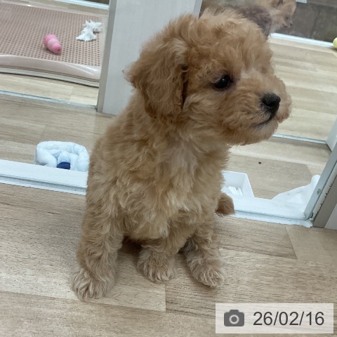 トイ・プードルの写真