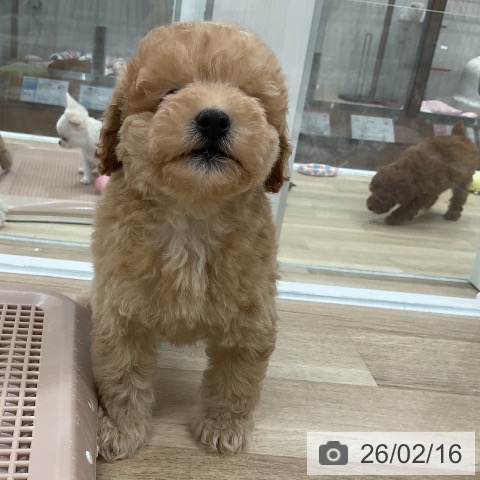 トイ・プードルの写真