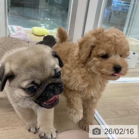 トイ・プードルの写真