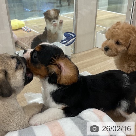 トイ・プードルの写真