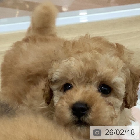 宮崎県のトイプードル(トイ) (ペットプラス 宮崎店/2025年12月17日生まれ/女の子/アプリコット)の子犬の4枚目の画像