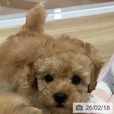 宮崎県のトイプードル(トイ) (ペットプラス 宮崎店/2025年12月17日生まれ/女の子/アプリコット)の子犬の3枚目の画像