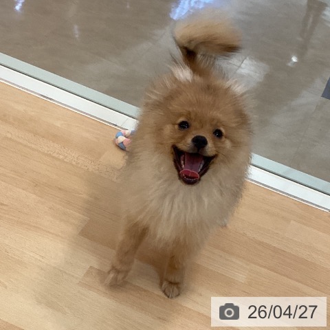福岡県のポメラニアン (ペットプラス 福岡伊都店/2025年12月11日生まれ/男の子/ウルフセーブル)の子犬の4枚目の画像