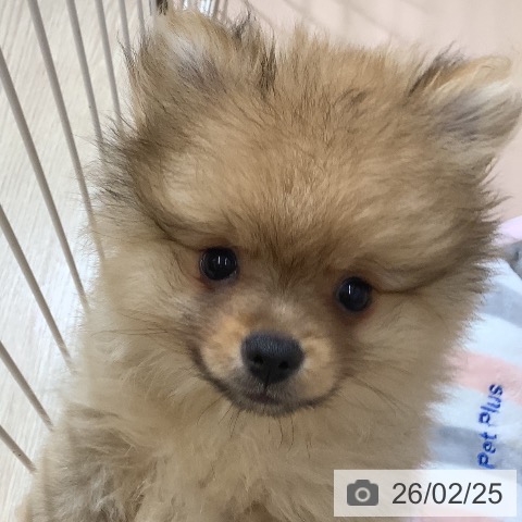 沖縄県のポメラニアン (ペットプラス 南風原店/2025年12月11日生まれ/男の子/ウルフセーブル)の子犬の3枚目の画像
