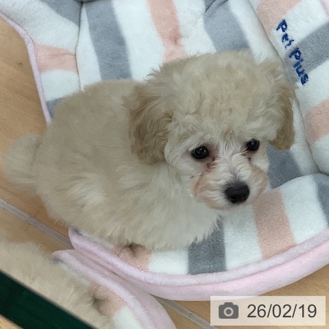 福岡県のトイプードル(トイ) (ペットプラス 福岡店/2025年12月15日生まれ/女の子/ホワイト)の子犬の3枚目の画像