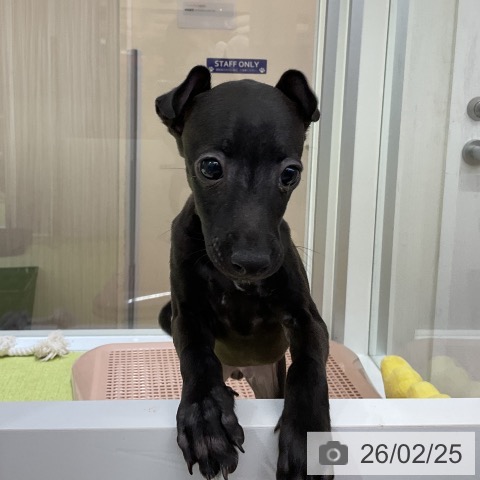 福岡県のイタリアングレーハウンド (ペットプラス 福岡店/2025年12月15日生まれ/男の子/シール)の子犬の4枚目の画像