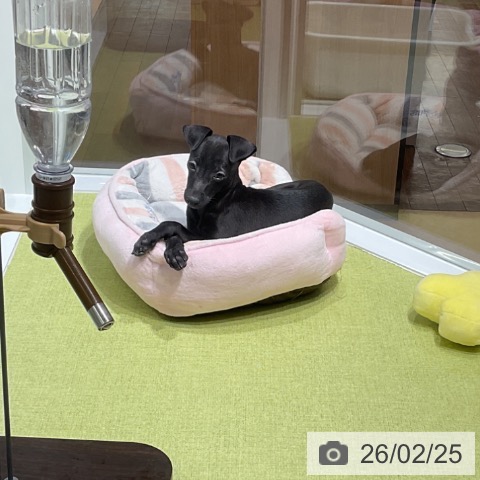 福岡県のイタリアングレーハウンド (ペットプラス 福岡店/2025年12月15日生まれ/男の子/シール)の子犬の3枚目の画像