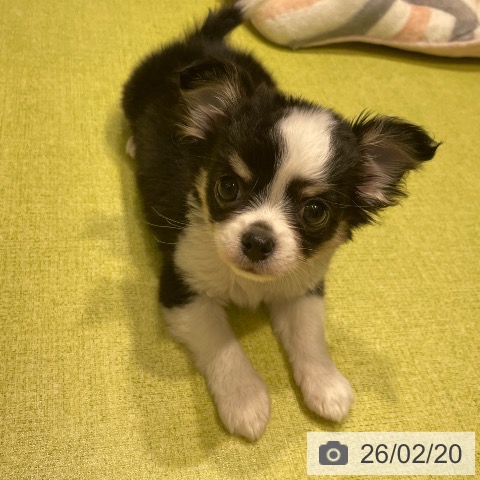 福岡県のチワワ(ロング) (ペットプラス MARK IS 福岡ももち店/2025年12月17日生まれ/男の子/ブラックタンホワイト)の子犬の4枚目の画像