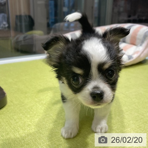 福岡県のチワワ(ロング) (ペットプラス MARK IS 福岡ももち店/2025年12月17日生まれ/男の子/ブラックタンホワイト)の子犬の3枚目の画像