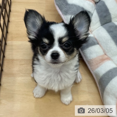 福岡県のチワワ(ロング) (ペットプラス MARK IS 福岡ももち店/2025年12月17日生まれ/男の子/ブラックタンホワイト)の子犬の3枚目の画像