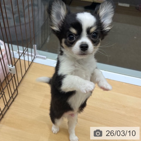 福岡県のチワワ(ロング) (ペットプラス MARK IS 福岡ももち店/2025年12月17日生まれ/男の子/ブラックタンホワイト)の子犬の3枚目の画像