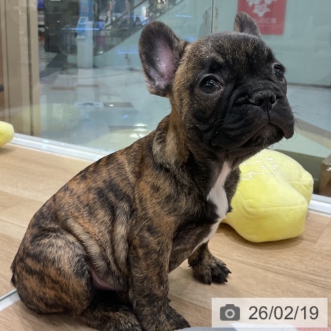 フレンチ・ブルドッグの写真