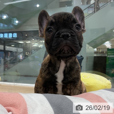 フレンチ・ブルドッグの写真