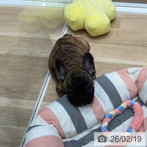 フレンチ・ブルドッグの写真