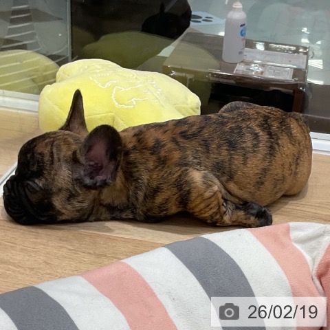 フレンチ・ブルドッグの写真