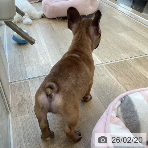 沖縄県のフレンチブルドッグ (ペットプラス 沖縄ライカム店/2025年12月17日生まれ/女の子/フォーン)の子犬の4枚目の画像