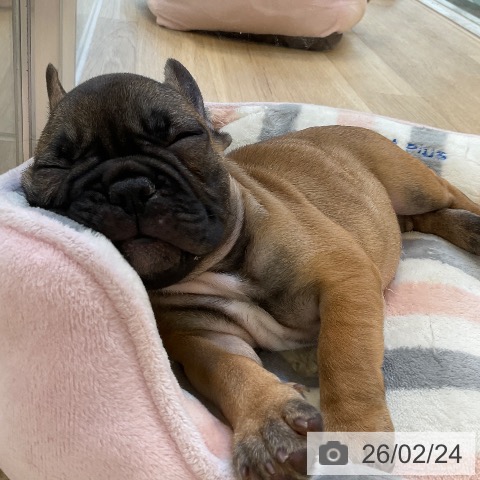 沖縄県のフレンチブルドッグ (ペットプラス 沖縄ライカム店/2025年12月17日生まれ/女の子/フォーン)の子犬の3枚目の画像