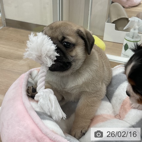 パグの写真