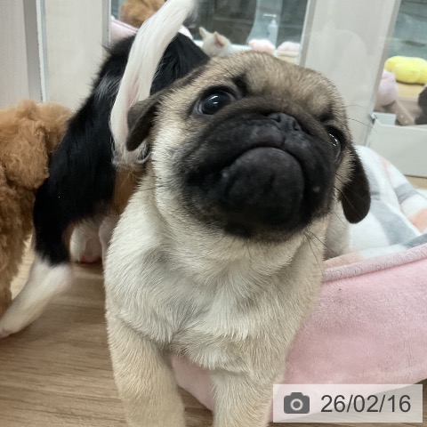 パグの写真