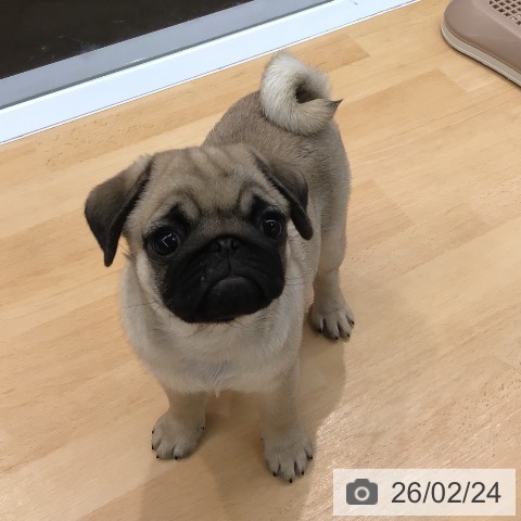 熊本県のパグ (ペットプラス 熊本店/2025年12月16日生まれ/女の子/フォーン)の子犬の4枚目の画像