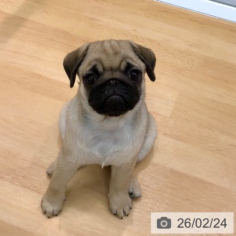 熊本県のパグ (ペットプラス 熊本店/2025年12月16日生まれ/女の子/フォーン)の子犬の3枚目の画像