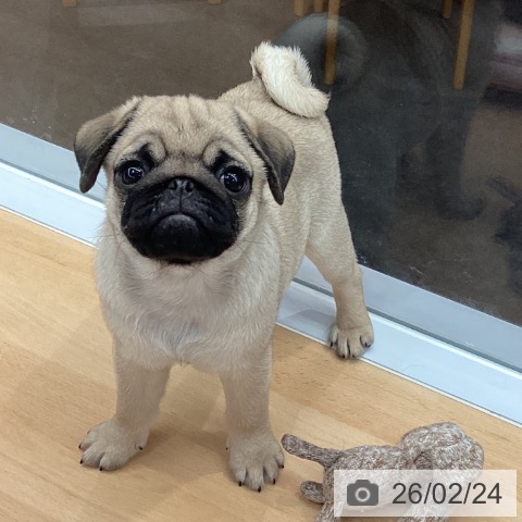 熊本県のパグ (ペットプラス 熊本店/2025年12月16日生まれ/女の子/フォーン)の子犬の3枚目の画像