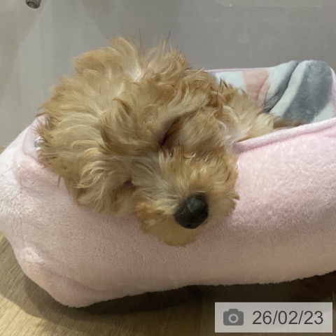 福岡県のトイプードル(トイ) (ペットプラス 小倉南店/2025年12月16日生まれ/女の子/クリーム)の子犬の4枚目の画像