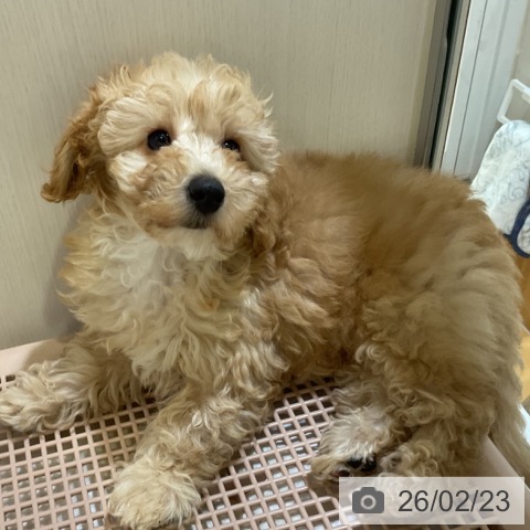 福岡県のトイプードル(トイ) (ペットプラス 小倉南店/2025年12月16日生まれ/女の子/クリーム)の子犬の3枚目の画像