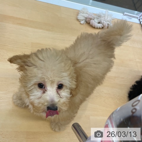 福岡県のトイプードル(トイ) (ペットプラス MARK IS 福岡ももち店/2025年12月16日生まれ/女の子/クリーム)の子犬の4枚目の画像