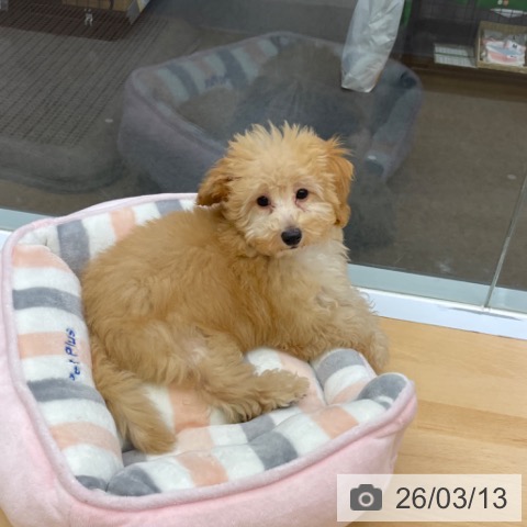 福岡県のトイプードル(トイ) (ペットプラス MARK IS 福岡ももち店/2025年12月16日生まれ/女の子/クリーム)の子犬の3枚目の画像