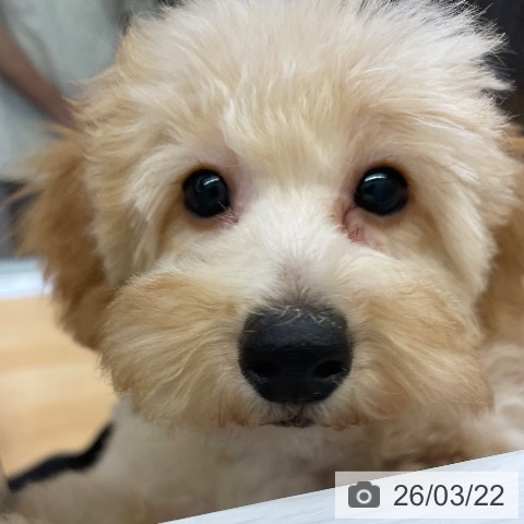 福岡県のトイプードル(トイ) (ペットプラス MARK IS 福岡ももち店/2025年12月16日生まれ/女の子/クリーム)の子犬の3枚目の画像