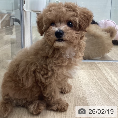 福岡県のトイプードル(トイ) (ペットプラス 春日店/2025年12月16日生まれ/女の子/アプリコット)の子犬の4枚目の画像