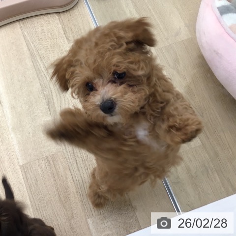 福岡県のトイプードル(トイ) (ペットプラス 春日店/2025年12月16日生まれ/女の子/アプリコット)の子犬の4枚目の画像