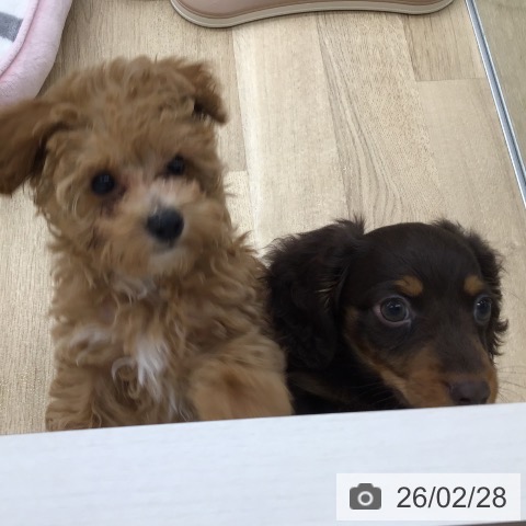 福岡県のトイプードル(トイ) (ペットプラス 春日店/2025年12月16日生まれ/女の子/アプリコット)の子犬の4枚目の画像