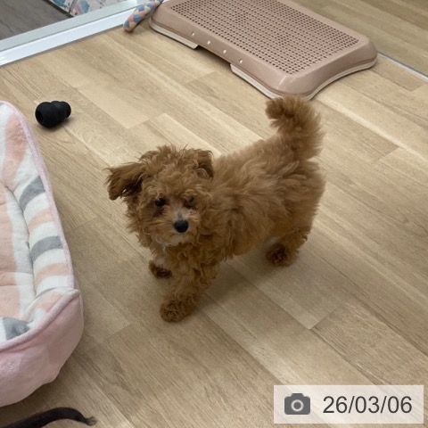 福岡県のトイプードル(トイ) (ペットプラス 春日店/2025年12月16日生まれ/女の子/アプリコット)の子犬の4枚目の画像