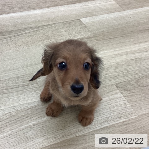 宮崎県のカニンヘンダックスフンド(ロング) (ペットプラス 宮崎店/2025年12月18日生まれ/男の子/レッド)の子犬の4枚目の画像