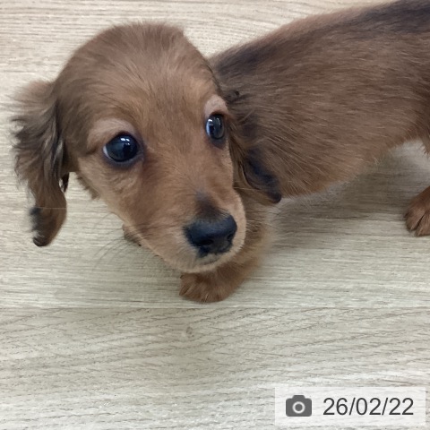 宮崎県のカニンヘンダックスフンド(ロング) (ペットプラス 宮崎店/2025年12月18日生まれ/男の子/レッド)の子犬の3枚目の画像